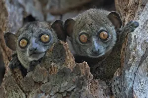 Ankarana sportive lemur (Lepilemur ankaranensis) pair, peering out from tree hole, Analamerana special reserve, Madagascar
