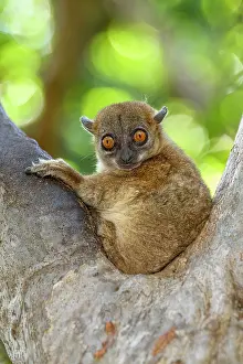 Lepilemur Prints: Ankarana sportive lemur (Lepilemur ankaranensis) resting on edge of tree hole during the day