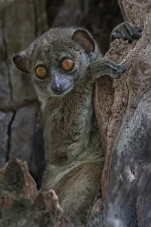 Lepilemur Prints: Ankarana sportive lemur (Lepilemur ankaranensis) sitting in tree hole