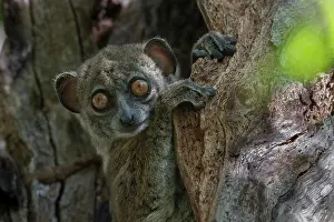 Lepilemur Prints: Ankarana sportive lemur (Lepilemur ankaranensis) sitting in tree hole