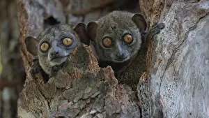 Lepilemur Prints: Two Ankarana sportive lemurs (Lepilemur ankaranensis) peering out from tree hole