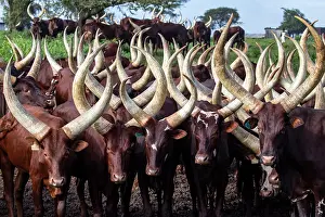 Livestock Prints: Ankole cattle herd, Mburo National Park, Uganda