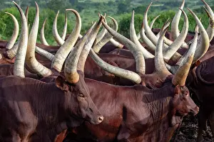 Livestock Prints: Ankole cattle herd, Mburo National Park, Uganda