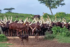 Livestock Prints: Ankole cattle herd, Mburo National Park, Uganda