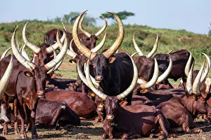 Livestock Prints: Ankole cattle herd, Uganda