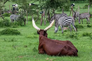 Grazing Prints: Ankole cattle resting on grassland with Zebra (Equus quagga) herd grazing behind