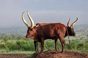 Side By Side Prints: Two Ankole cattle standing on mound, Mburo National Park
Uganda