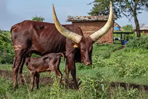 Suckling Prints: Ankole cow suckling calf, Mburo National Park, Uganda