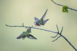 Annas hummingbird (Calypte anna) male dancing in flight