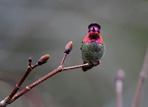 Trochilidae Prints: Anna's hummingbird (Calypte anna) male