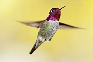 Iridescent Collection: Anna's hummingbird (Calypte anna), male flying. Sierra de San Pedro Martir National Park