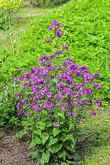Mustard Prints: Annual honesty (Lunaria annua) in flower in wildflower garden in spring