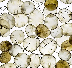 Mustard Prints: Annual Honesty (Lunaria annua) seed heads arranged in white background