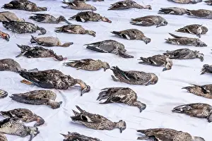 Duck Prints: As part of an annual protest against Victoria's duck season