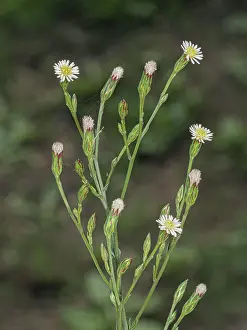Lazio Prints: Annual saltmarsh aster (Symphyotrichum subulatum) in flower