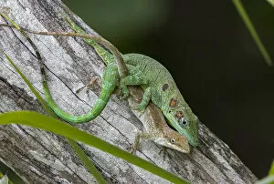 Anole Gallery: Anolis eladioi is a recently described species of anole from the cloud
