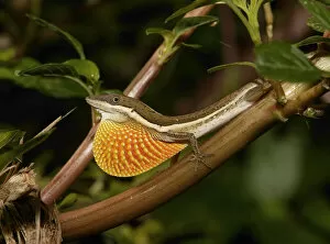 Anolis olssoni is a grass anole from southwestern Hsipaniola