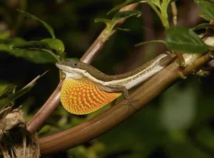 Anolis Gallery: Anolis olssoni is a grass anole from southwestern Hsipaniola