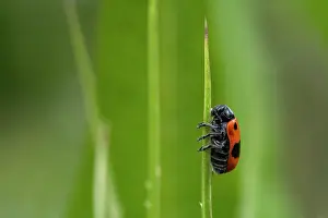 Rhinotia Prints: Ant bag beetle (Clytra laeviuscula) resting on a stem of grass, Thurgau, Switzerland. July
