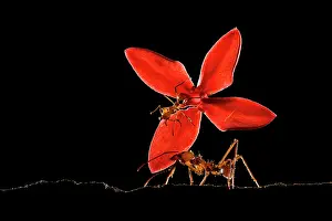 Black Background Prints: Ant carrying a red flower in rainforest at night