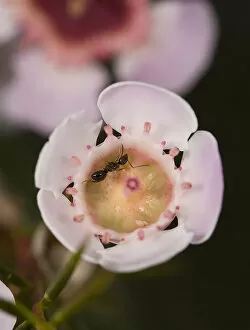 Nectaring Gallery: Ant (Formicidae) nectaring on Geraldton waxflower (Chamelaucium uncinatum)