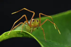 Thomisidae Prints: Ant-mimic crab spider (Amyciaea sp)