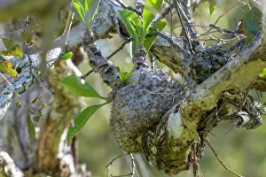 Epiphytes Prints: Ant plant (Myrmecodia beccari)