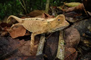 Forest Floor Prints: Antakarana leaf chameleon (Brookesia antakarana) active on forest floor during the day