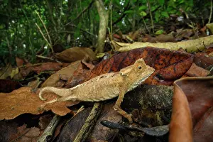 Antakarana leaf chameleon (Brookesia antakarana) active on forest floor during the day, Domaine de Fontenay, Montagne d'Ambre NP, northern Madagascar