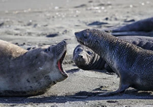 Antarctic Fur Seal Gallery: Antarctic fur seal (Arctocephalus gazella), mother warning off curious juvenile