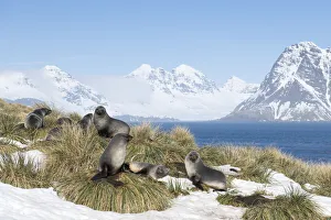 Arctocephalus Prints: Antarctic fur seals (Arctocephalus gazella) resting on mounds of tussock grass surrounded
