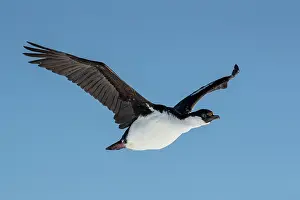 Cormorant Prints: Antarctic shag (Phalacrocorax bransfieldensis) in flight against blue sky