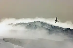 Sterninae Prints: Antarctic tern (Sterna vittata) in flight backlit over stormy