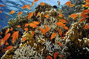 Anthomeduseae Gallery: Anthias fish (Pseudanthias squamipinnis), by Fire coral (Millepora dichotoma) and soft coral