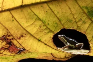 Unusual Angle Prints: Anthonys poison-frog (Epipedobates anthonyi) seen through hole in leaf