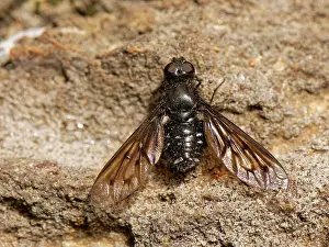 Asiloidea Prints: Anthracite bee fly (Anthrax anthrax) basking on volcanic rocks