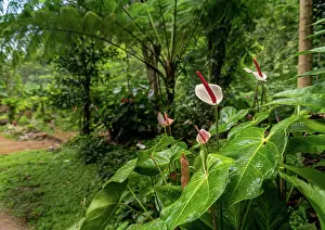 Alismatales Prints: Anthuriums (Anthurium sp.) and tree ferns growing along hot volcanic stream in a gaden
