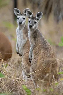 Marsupialia Prints: Two Antilopine wallaroo (Osphranter antilopinus)