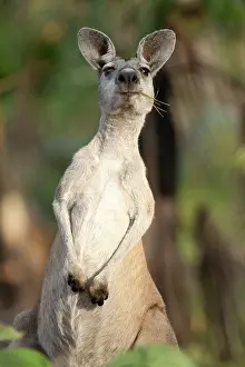 Antilopine wallaroo (Osphranter antilopinus) female, standing alert, feeding on grass, portrait, Adelaide River Hills, Northern Territory, Australia