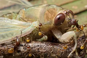 Ants (Formicidae) attacking newly emerged cicada (Cicadacae), Yasuni National Park, Ecuador