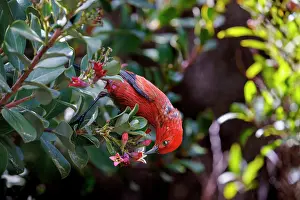 Fringillidae Prints: Apapane bird (Himatione sanguinea) feeding on nectar from flower blossom whilst perching in tree