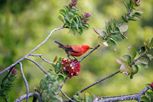 Fringillidae Prints: Apapane (Himatione sanguinea) perched in tree feeding on a flower