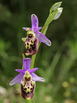 Orchids Prints: Apennine late spider orchid (Ophrys dinarica) in flower