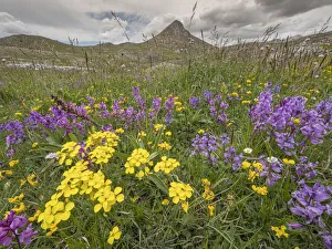 Mustard Prints: Apennine treacle mustard (Erysimum pseudorhaeticum) and Greater milkwort (Polygala major) in flower in dry field