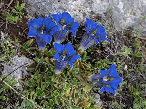 Alpine Prints: Apennine trumpet gentian (Gentiana dinarica) in flower, Gran Sasso, Abruzzo, Italy. May