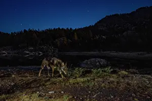 Wolf Prints: Apennine wolf (Canis lupus italicus) patrolling its territory near an alpine lake at night