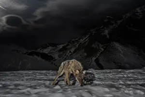 Wolf Prints: Apennine wolf (Canis lupus italicus) patrolling its territory in winter