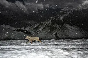 Wolf Prints: Apennine wolf (Canis lupus italicus) patrolling its territory in winter