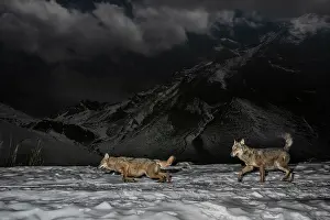 Wolf Prints: Two Apennine wolves (Canis lupus italicus) walking over snow at night