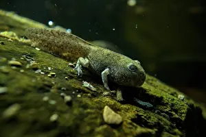 September Prints: Apennine yellow-bellied toad (Bombina variegata pachypus) froglet undergoing metamorphosis in stream